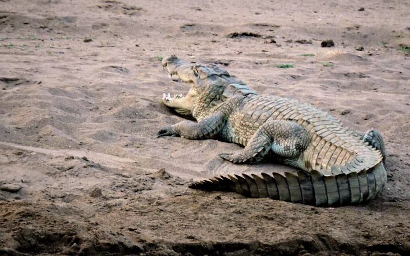 Crocodile in Ranthambore